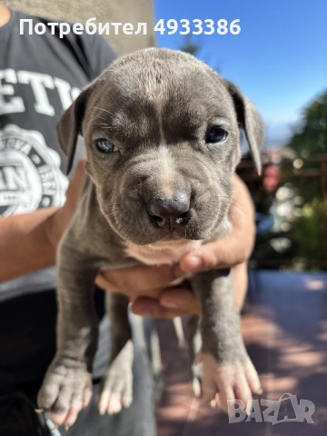 American Bully XL/Американско Були ХЛ
