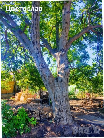 Орех с разрешение в Шуменско, снимка 5 - Декорация за дома - 42110680