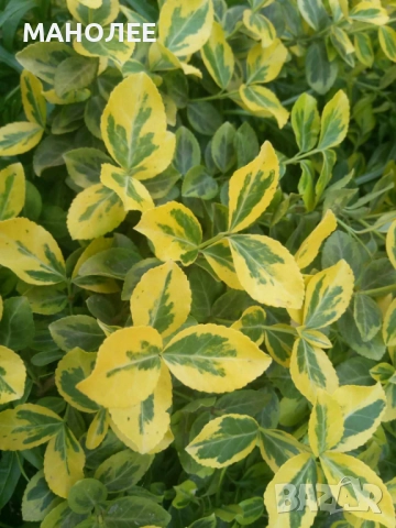 Евонимус   „Изумрудено злато“