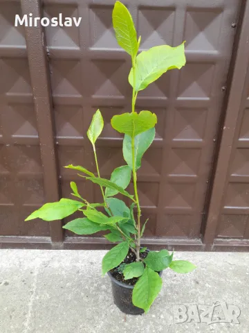 Магнолия Рустика Рубра, снимка 10 - Градински цветя и растения - 50375522