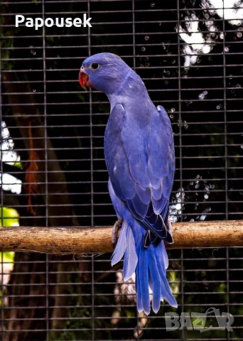 Малки Александри , снимка 13 - Папагали - 50581373