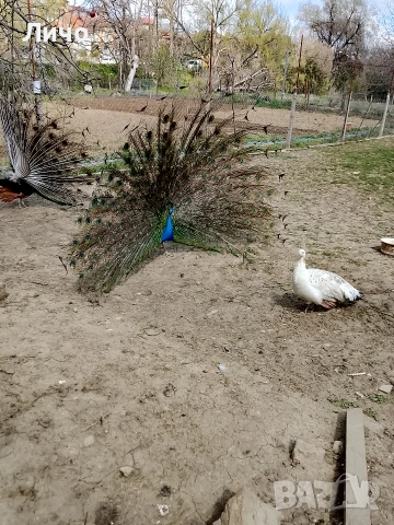 пера от паун , снимка 5 - Други - 54351515
