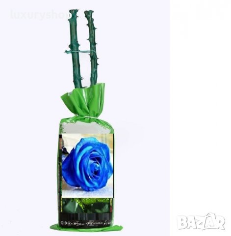 Корени готови за засаждане ” Черна Роза ”, " Нефрит ", " Дъгова " внос Холандия, сертифицирани, снимка 7 - Градински цветя и растения - 36733683