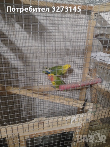 Свободни папагали розела мъжка, двойка кикирики та, двойка неразделки и двоики диамантени гугутки гр