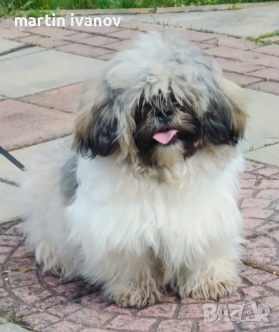 Мъжко шитцу, снимка 8 - Ши Тцу - 54160033