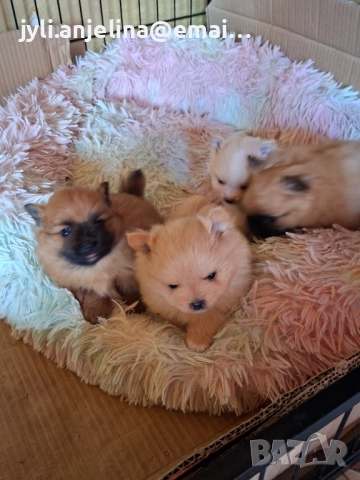 Померански шпиц, снимка 2 - Померан - 52675930