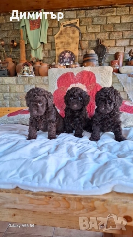 Той пудел тъмен шоколад, снимка 3 - Пудели - 52479303