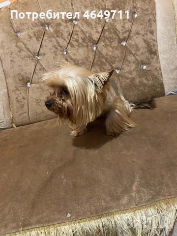 Продава се порода иорщериер , снимка 3 - Други - 53358354