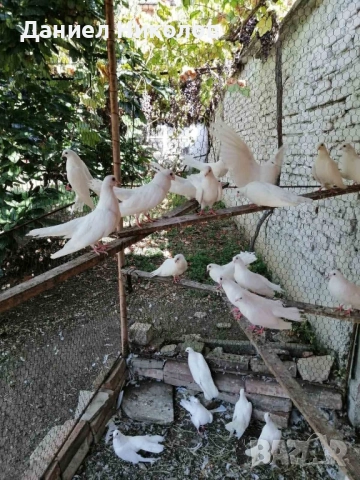 продавам гълъби старозагорски бели и пощенски гълъби , снимка 5 - Гълъби - 51894340