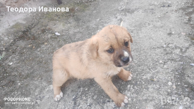 Подарявам малки кученца на 40 дни , снимка 7 - Други - 54342321