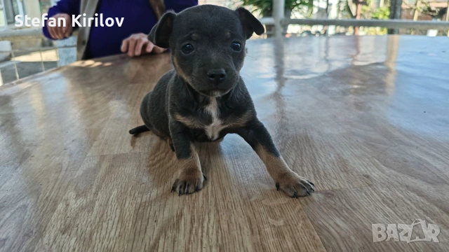  Мини пинчер , снимка 4 - Пинчер - 54158316