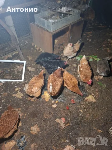 Продавам кокошки 