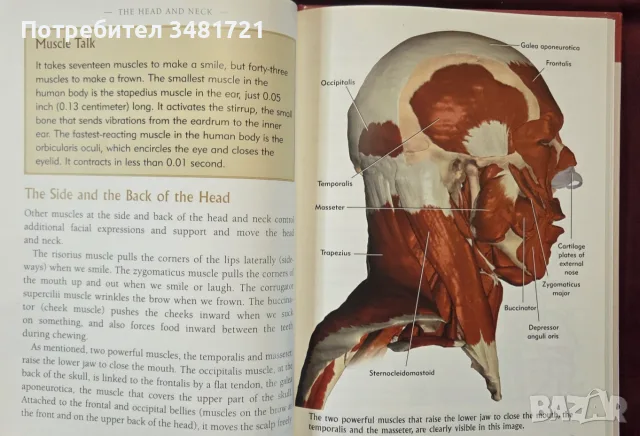 The Head and Neck. Learning How We Use Our Muscles, снимка 5 - Здраве, медицина и спорт - 55964348