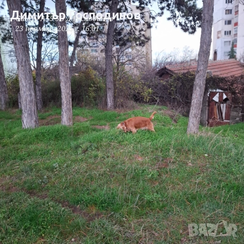 Мъжки кокер за разплод Стара Загора , снимка 2 - Шпаньоли - 52513048