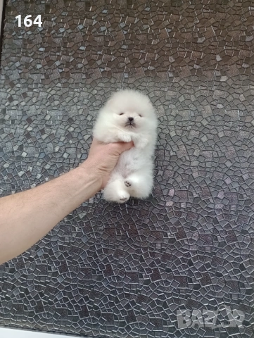 Чисто бял миниатюрен мини Померан., снимка 5 - Померан - 53885669