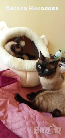 Продаваме сиамски котета , снимка 2 - Сиамска - 53921158