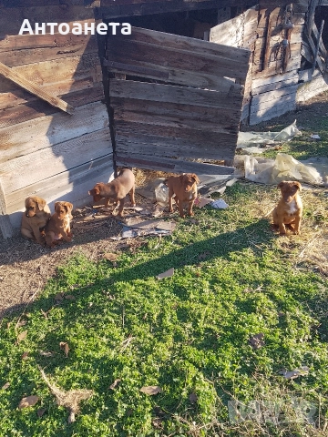 Подарявам, снимка 4 - Други - 52925614