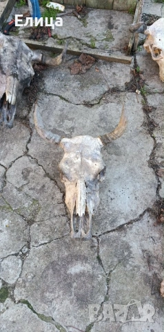 Кукерски маски конски опашки на бич черепи, снимка 11 - Антикварни и старинни предмети - 53122095