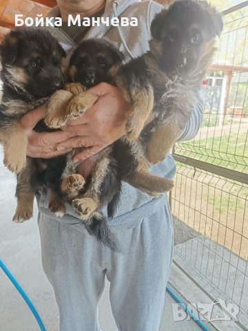 продавам немски овчарки , снимка 3 - Немска овчарка - 54251037