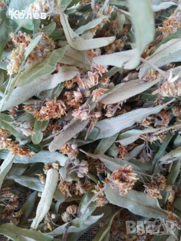 Сушен липов цвят - реколта 2025 г., снимка 4 - Други - 51243956