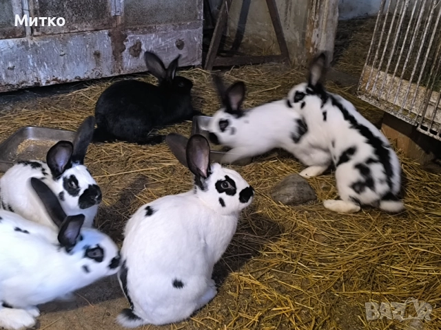 Женски зайци готови за заплождане , снимка 6 - Други - 52897819