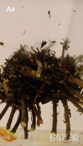 Продавам разсад Хризантеми, зелен цвят - за пролетно засаждане, снимка 3 - Разсади - 37921425