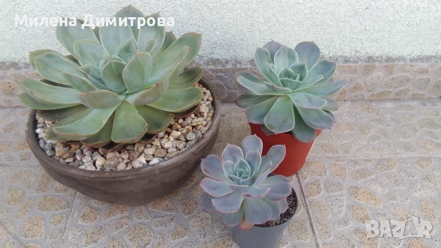 Ешеверия различни размери, снимка 6 - Стайни растения - 50851903