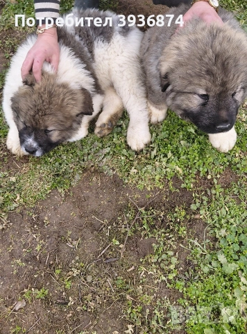 кавказка овчарка, снимка 3 - Кавказка овчарка - 53237623