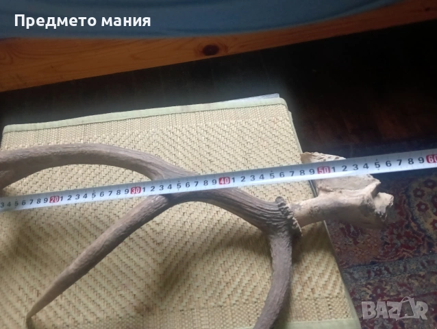 Красиви еленови рога (с черепна кост) – За декорация и колекция, снимка 4 - Антикварни и старинни предмети - 54068355