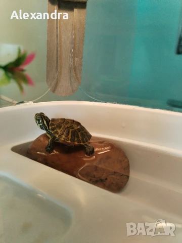 Разхождане на кучета, снимка 10 - Ветеринари и услуги - 50857550