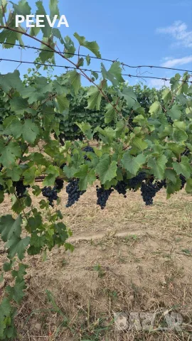 Продавам грозеде, снимка 2 - Домашни продукти - 55930275