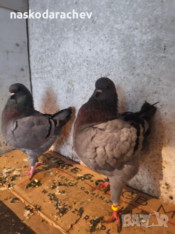 Гълъби порода Америка Кинг, Кингове, снимка 12 - Гълъби - 52411130