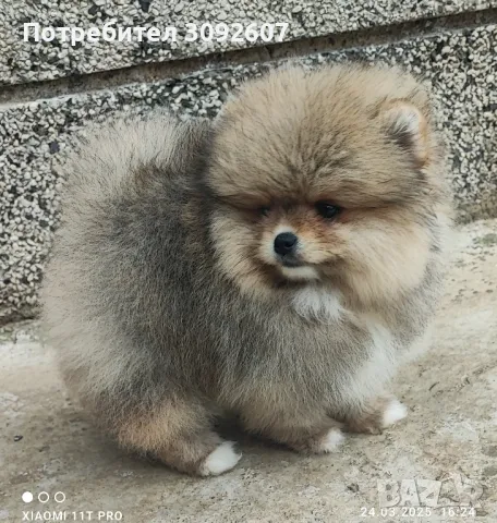 Померанче момче , снимка 4 - Померан - 49647628