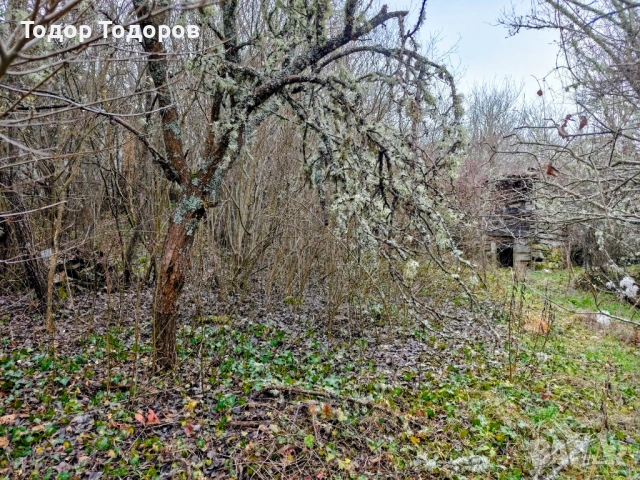 Парцел в с. Дивля, област Перник, снимка 5 - Парцели - 54305864