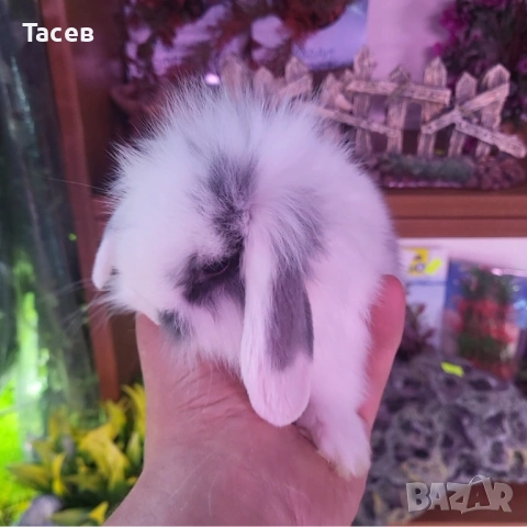 Декоративни клепоухи зайчета