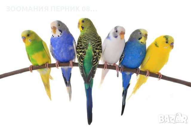 Вълнисти папагали - Перник - Различни цветове и пол