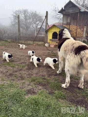 Каракачанки с.Агатово, снимка 2 - Каракачанска овчарка - 52885341