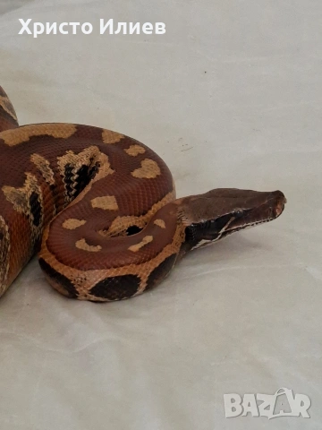 Кървави питони , снимка 5 - Змии - 54239003