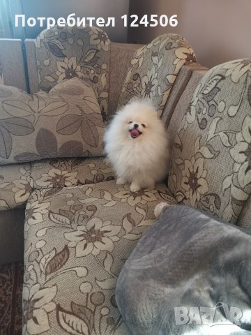 Померан, померанчета, снимка 3 - Померан - 35049070