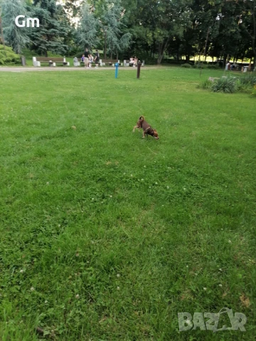 Пинчер си търси Дама , снимка 2 - Търси партньор - 51411072