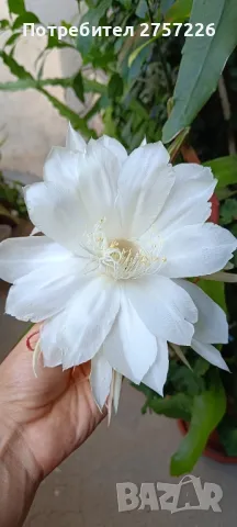 Epiphyllum oxypetalum , снимка 1 - Стайни растения - 45176607