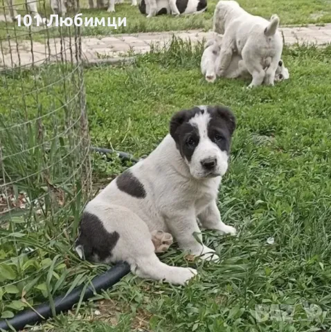 Средноазиатски овчарки с родословие, снимка 3 - Алабай - 47454825