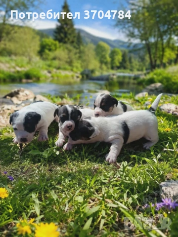 Продавам джак ръселчета , снимка 3 - Джак ръсел териер - 54146939