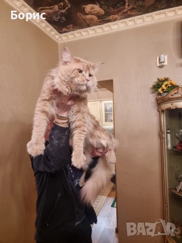 Мейн куун котета, снимка 4 - Мейн кун - 35075644