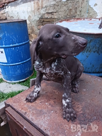 2 мъжки Курцхаари, снимка 2 - Курцхаар - 53298579