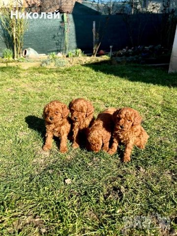 Пудел той Puddle toy момчета и момиче със втора ваксина, снимка 6 - Пудели - 53970658