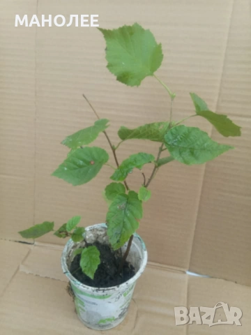 Лешник, снимка 2 - Градински цветя и растения - 52120021