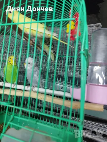 продавам вълнисти папагали,корели,гугутки, снимка 5 - Папагали - 43617880