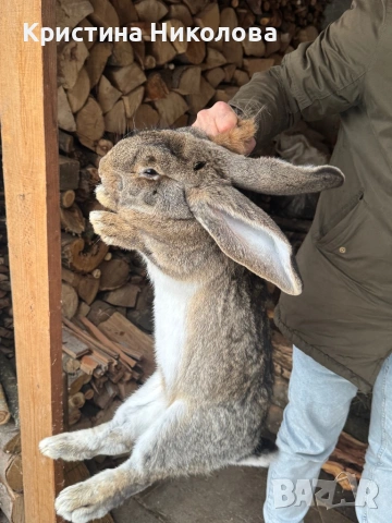 Женска Зайка Белгийски Великан , снимка 2 - Други - 53373678