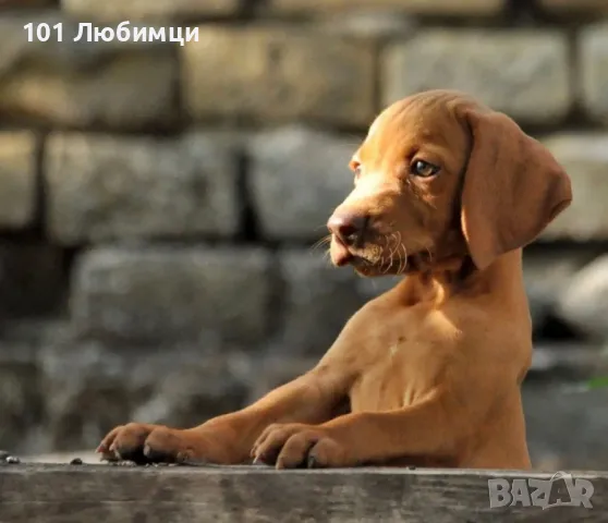 Унгарски визли, снимка 3 - Унгарска визла - 47454855